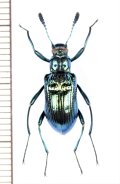ゴミムシダマシの一種　Strongylium sp.　♂　ベトナム北東部