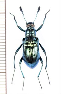 ゴミムシダマシの一種　Strongylium sp.　♂　ベトナム北東部