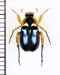 コガネムシの一種　Rutelinae species　♂　ベトナム北東部