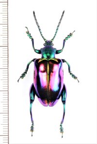 オオモモブトハムシの一種　Sagra buqueti　♀　 マレーシア