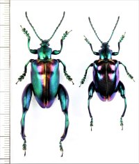 オオモモブトハムシの一種　Sagra buqueti　ペア　 マレーシア