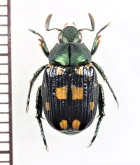 セマダラコガネの一種　Exomala sp.　♀　ベトナム北東部