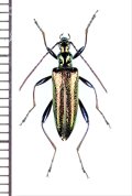 ハムシダマシの一種　Lagriini species　ベトナム北東部