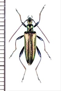 ハムシダマシの一種　Lagriini species　ベトナム北東部