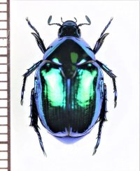 コガネムシの一種　Rutelinae species　ベトナム北東部