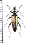 ハムシダマシの一種　Lagriini species　ベトナム北東部