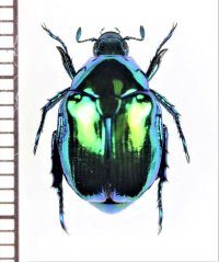 コガネムシの一種　Rutelinae species　ベトナム北東部