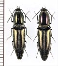 コメツキムシの一種　Elateridae species　ペア　ベトナム北東部