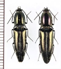 コメツキムシの一種　Elateridae species　ペア　ベトナム北東部