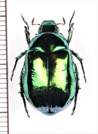コガネムシの一種　Mimela sp.　♀　ベトナム北東部