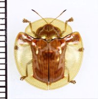 カメノコハムシの一種　Aspidomorpha sanctaecrucis　インドネシア（ボルネオ島）