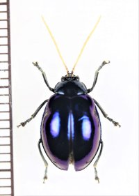 ハムシの一種　Chrysomeridae species　インドネシア（ボルネオ島）