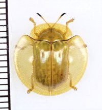 カメノコハムシの一種　Aspidomorpha sp.　インドネシア（ボルネオ島）