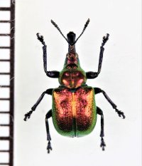 イタヤハマキチョッキリ　♀　東京都