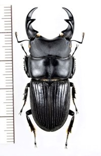ネブトクワガタの一種　Aegus sp.　♂44.1mm　ベトナム北東部