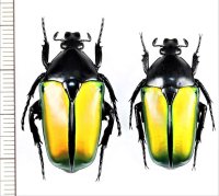 ハナムグリの一種　Caelorrhina relucens　ペア　タンザニア