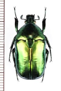 キオビカナブンの一種　Plaesiorrhinella walkinsiana recurva　♂　コートジボワール