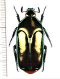 オオヒラタカナブンの一種　Agestrata luconica　♀　フィリピン(ネグロス島)