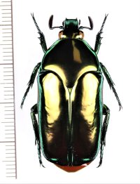 オオヒラタカナブンの一種　Agestrata luconica　♀　フィリピン(ネグロス島)
