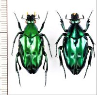 ニセヒレアシハナムグリの一種　Pseudochalcothea sp.　ペア　インドネシア（ボルネオ島）