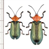 トゲハムシの一種　Botryonopa sp.　ペア　インドネシア（ボルネオ島）