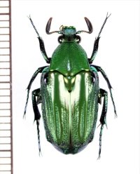 スジバネエグリハナムグリの一種　Glyptothea moultoni　♂　インドネシア（ボルネオ島）