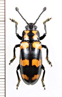 オオキノコムシの一種 　Encaustes sp.　 ベトナム中部