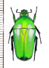 キヌホソカナブンの一種　Chlorocala africana africana　♂　コートジボワール