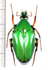 ヒレアシエグリハナムグリの一種　Pseudochalcothea auripes　♂　  マレーシア（ボルネオ島）