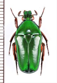 ツヤヒメカナブンの一種　Tmesorrhina tridens tridens　コートジボワール