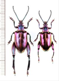 フェモラータオオモモブトハムシ　ペア　愛知県