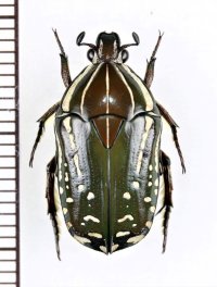モンツヤハナムグリの一種　Rhabdotis sobrina　♂　タンザニア