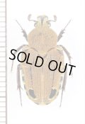 エグリハナムグリの一種　Taeniodera bisignata　♀　インドネシア（ボルネオ島）