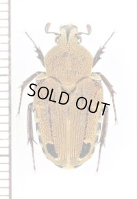エグリハナムグリの一種　Taeniodera bisignata　♀　インドネシア（ボルネオ島）