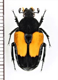 エグリハナムグリの一種　Taeniodera fenestrata　♀　インドネシア（ボルネオ島）