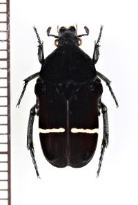 クロハナムグリの一種　Glycyphana cincta　インドネシア（ボルネオ島）