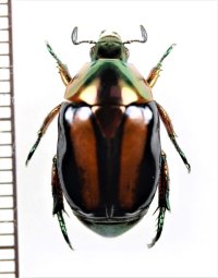 コガネムシの一種　Rutelinae species　コロンビア