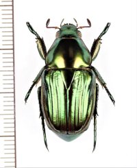 コガネムシの一種　Rutelinae species　コロンビア