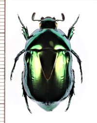 コガネムシの一種　Rutelinae species　コロンビア