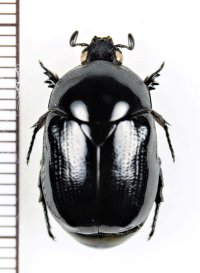 ヨツバコガネの一種　Parastasia sp.　インドネシア（ケラン島）