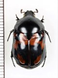 ヨツバコガネの一種　Parastasia sp. 　フィリピン（ルソン島）