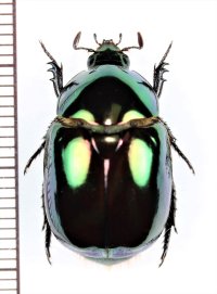 コガネムシの一種　Rutelinae species　コロンビア