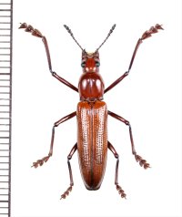コメツキモドキの一種　 Doubledaya sp.　♀　ベトナム中部