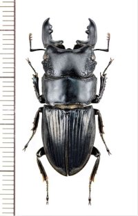 ロンドンネブトクワガタ　♂33.3mm　ベトナム中部
