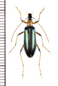 ハムシダマシの一種　Lagriini species　ベトナム中部