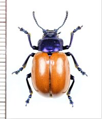ハムシの一種　Chrysomelidae species　 ベトナム北東部