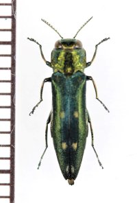 シラホシナガタマムシ　埼玉県