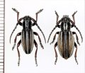 ヒサゴカミキリの一種　Iberodorcadion neilense　ペア　スペイン