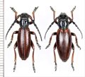 ヒサゴカミキリの一種　Dorcadion fulvum fulvum　ペア　チェコ