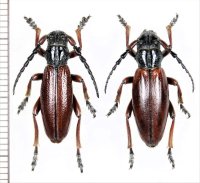 ヒサゴカミキリの一種　Dorcadion fulvum fulvum　ペア　チェコ